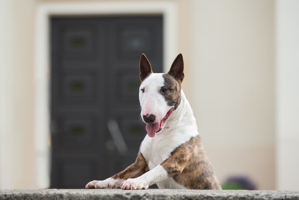 Vitamin E for Dogs: Health Benefits, Uses, and Administration Tips