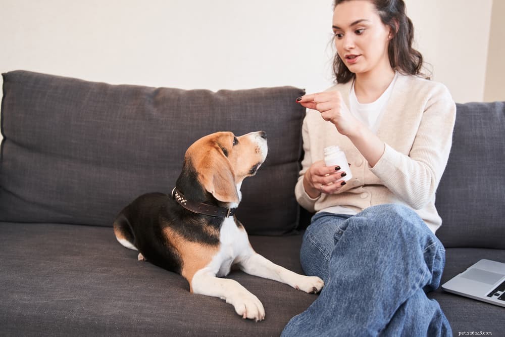 Are Dog Vitamins Essential? A Comprehensive Guide