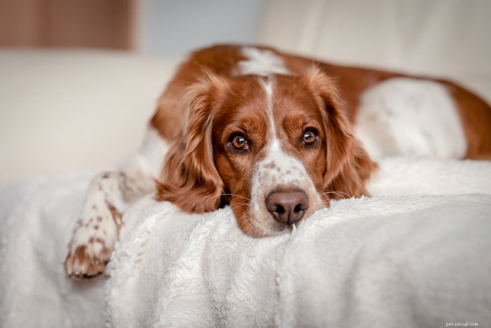 Are Dog Vitamins Essential? A Comprehensive Guide