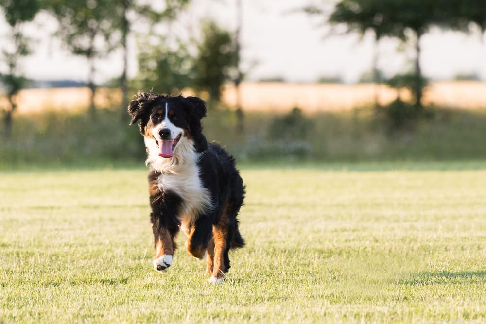 Are Dog Vitamins Essential? A Comprehensive Guide