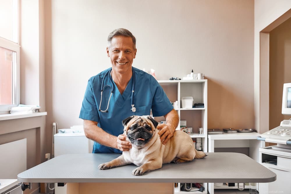 Are Dog Vitamins Essential? A Comprehensive Guide