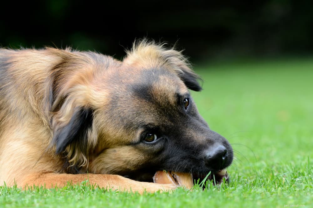 Are Bones Safe for Dogs? Expert Insights & Safety Tips