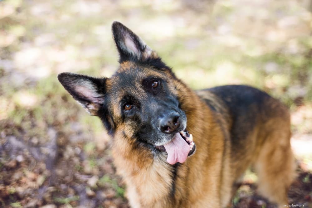 Are Bones Safe for Dogs? Expert Insights & Safety Tips