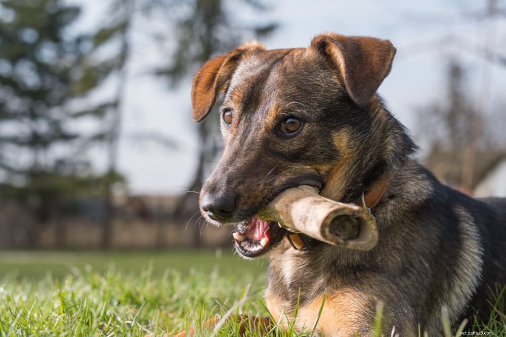 Are Bones Safe for Dogs? Expert Insights & Safety Tips
