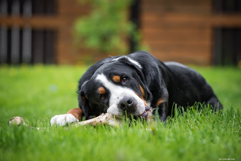 Are Bones Safe for Dogs? Expert Insights & Safety Tips