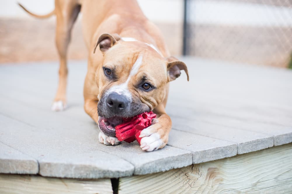 Are Bones Safe for Dogs? Expert Insights & Safety Tips