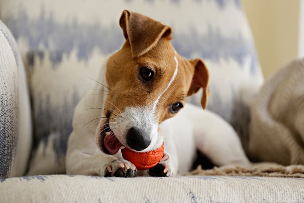 Are Bones Safe for Dogs? Expert Insights & Safety Tips