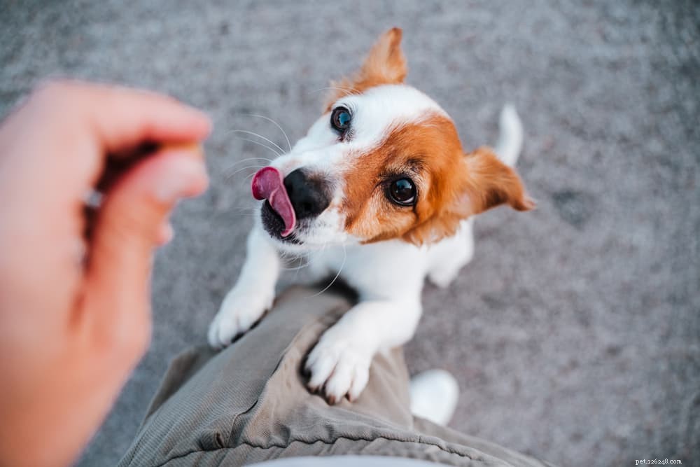 Vegan Dog Food: 7 Essential Plant Protein Sources
