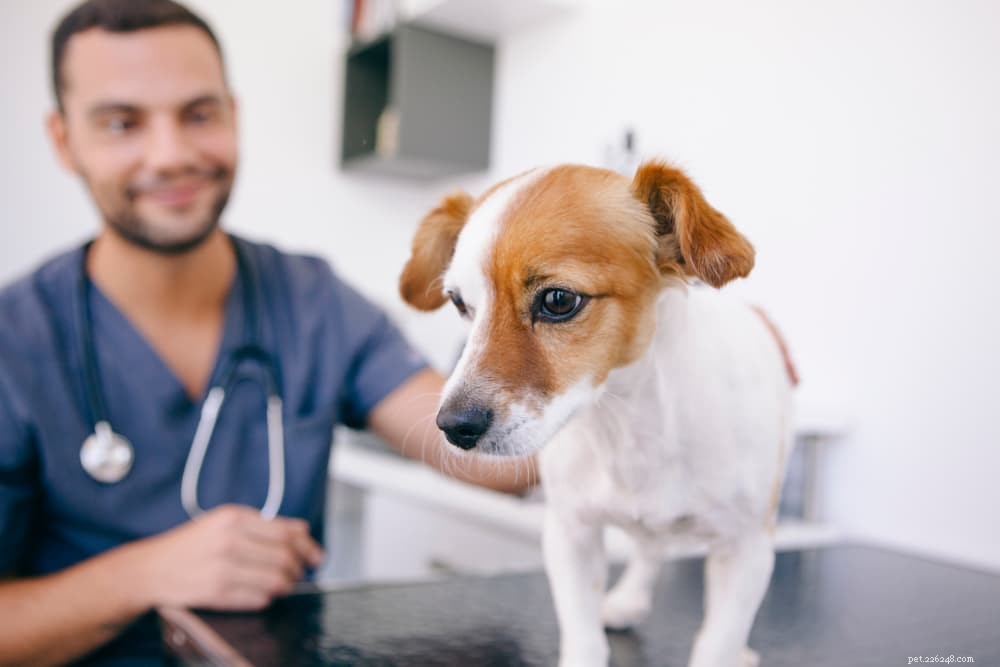 Vegan Dog Food: 7 Essential Plant Protein Sources