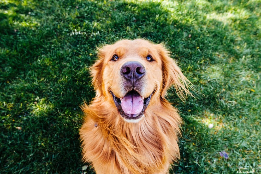 Vegan Dog Food: 7 Essential Plant Protein Sources