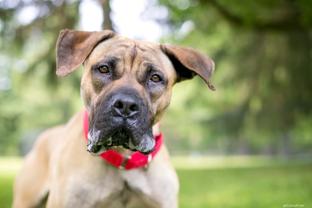 Vegan Dog Food: 7 Essential Plant Protein Sources
