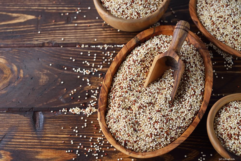 Vegan Dog Food: 7 Essential Plant Protein Sources