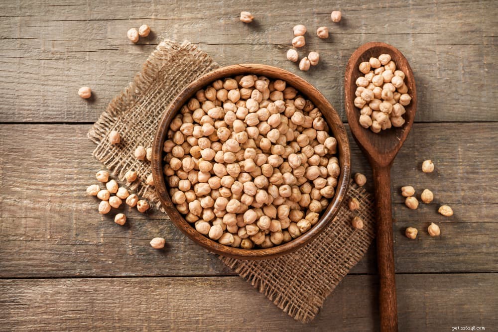 Vegan Dog Food: 7 Essential Plant Protein Sources