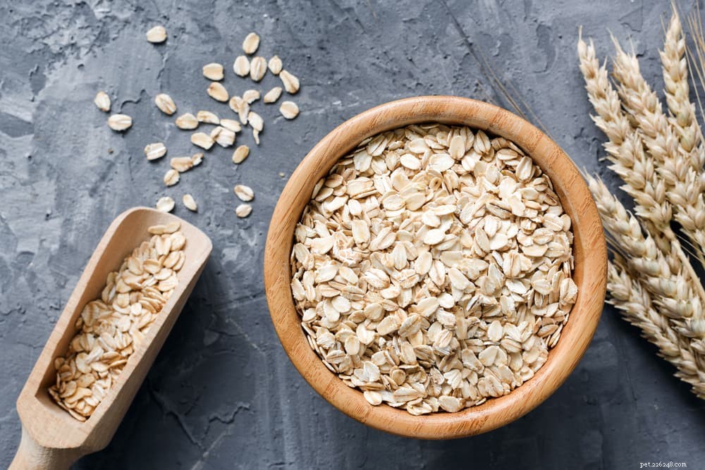 Vegan Dog Food: 7 Essential Plant Protein Sources