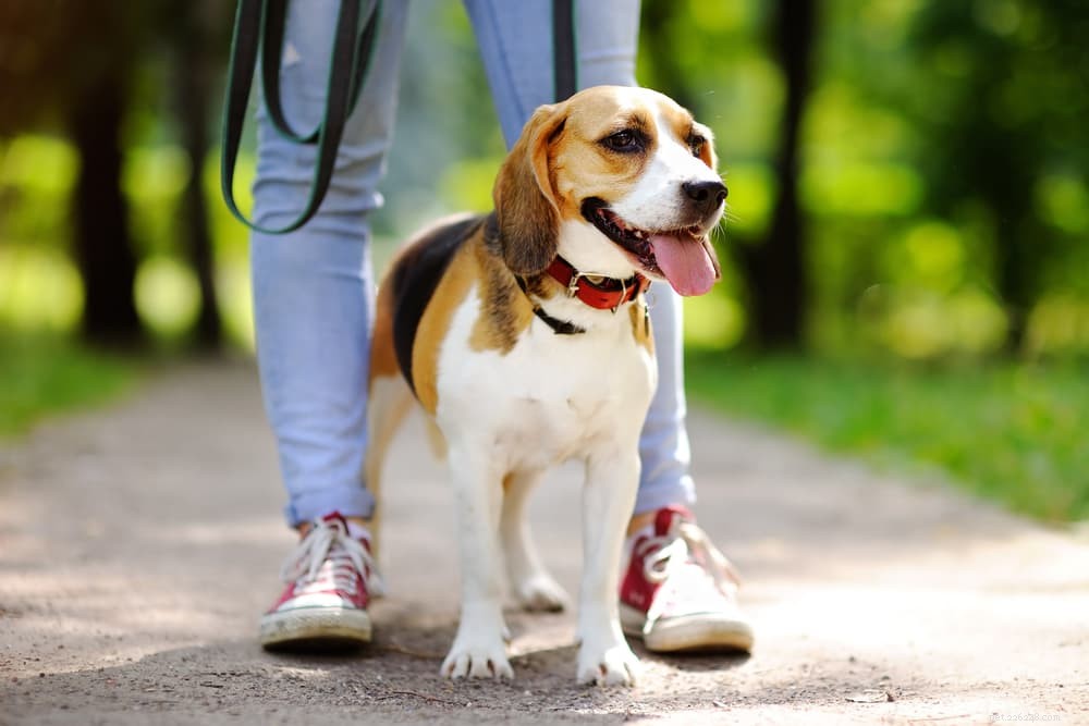 Vegan Dog Food: 7 Essential Plant Protein Sources