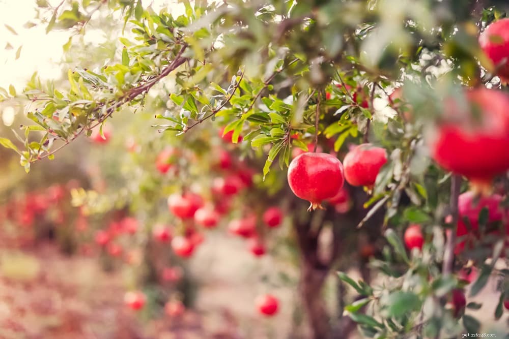 Are Pomegranates Safe for Dogs? Expert Insights & Health Benefits