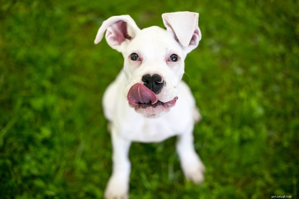 Are Pomegranates Safe for Dogs? Expert Insights & Health Benefits