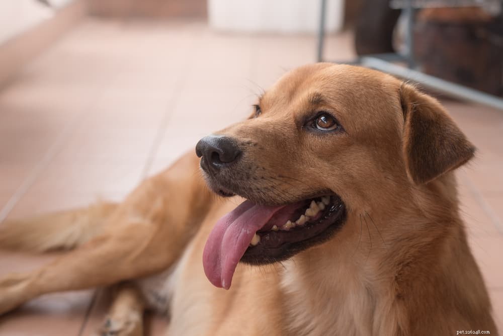 Are Pomegranates Safe for Dogs? Expert Insights & Health Benefits