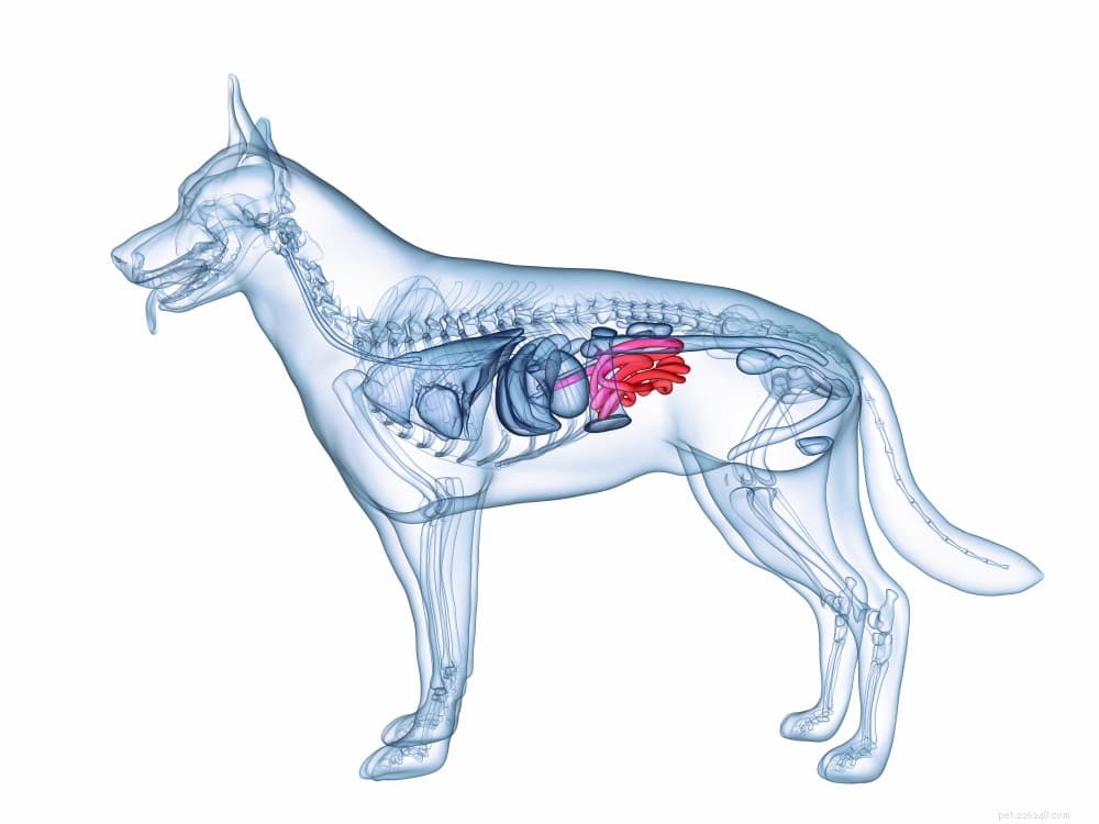 Premium Digestive Enzymes for Dogs: Boost Health & Comfort