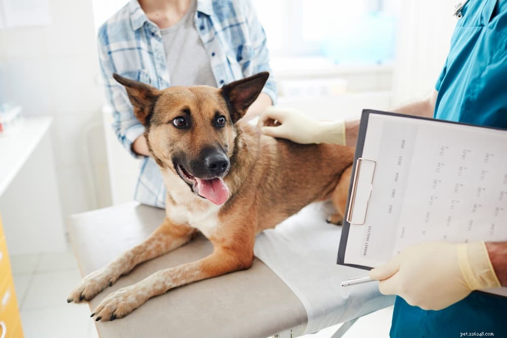 Premium Digestive Enzymes for Dogs: Boost Health & Comfort