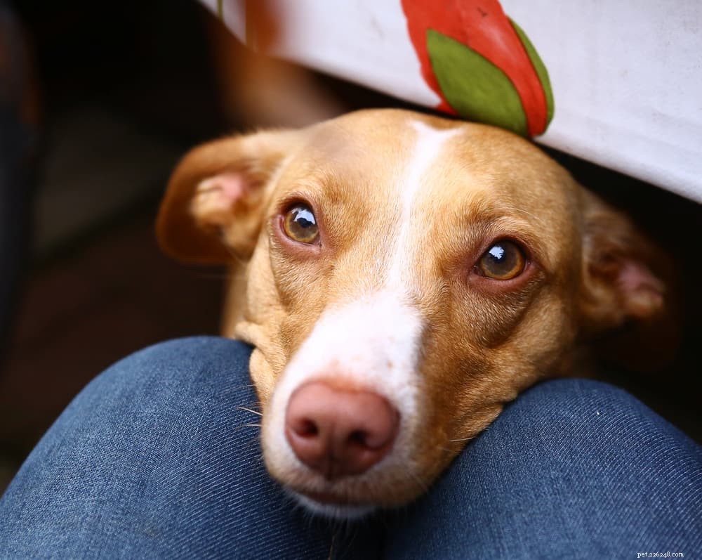 Can Dogs Safely Eat Papaya? Expert Guide