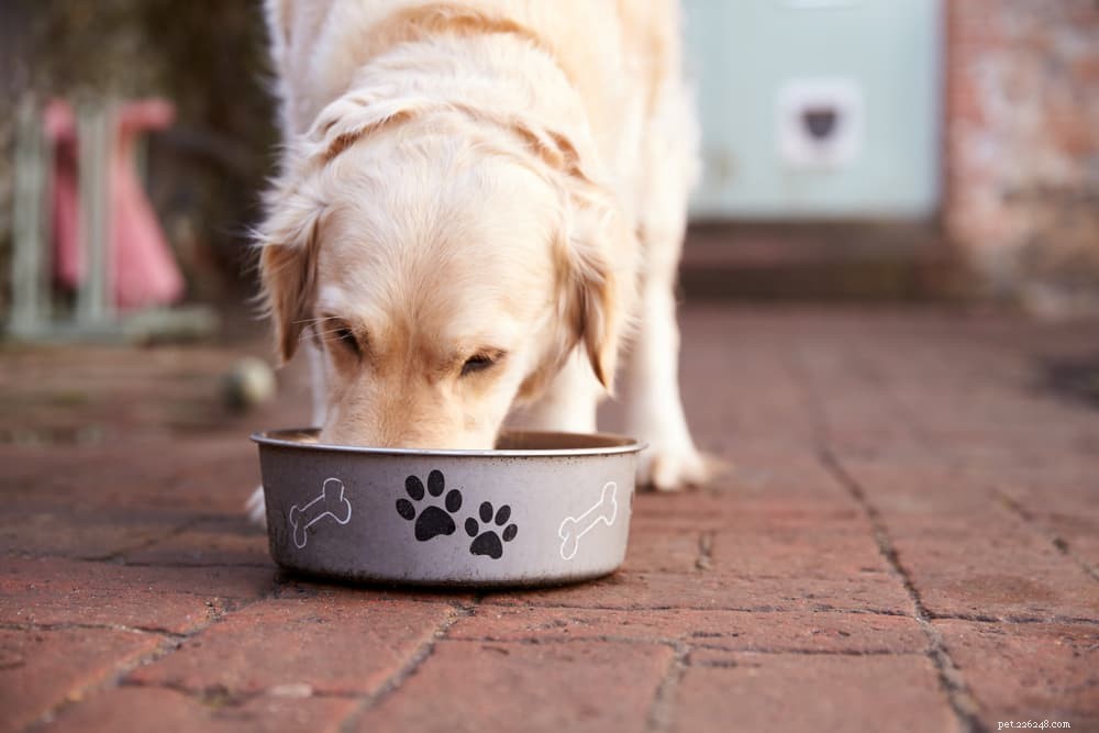 Can Dogs Safely Enjoy Salmon? Health Benefits & Feeding Tips