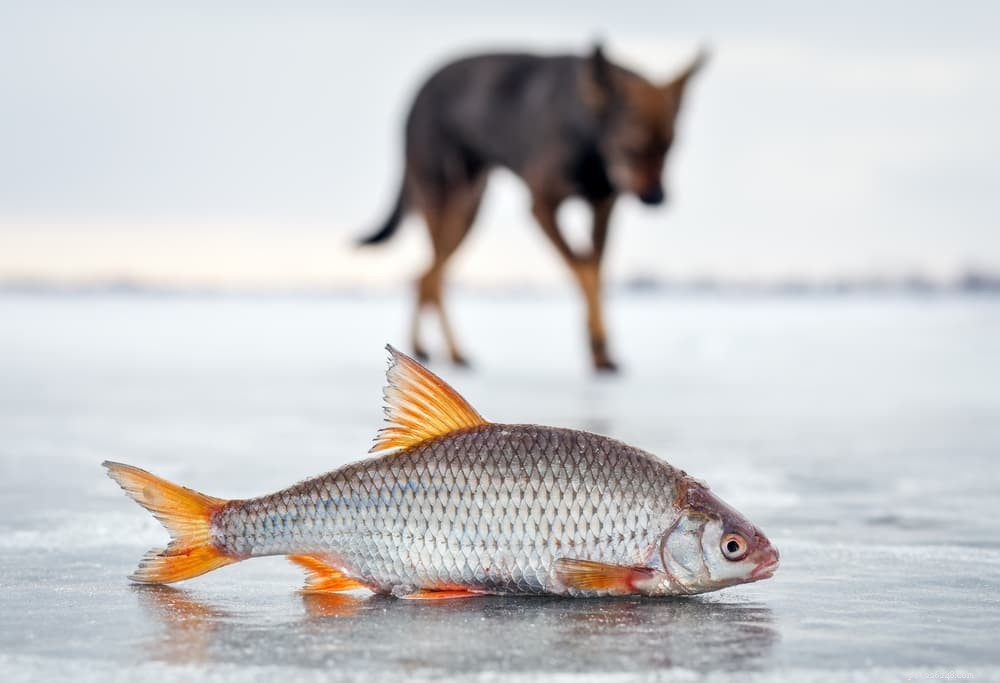 Can Dogs Safely Enjoy Salmon? Health Benefits & Feeding Tips