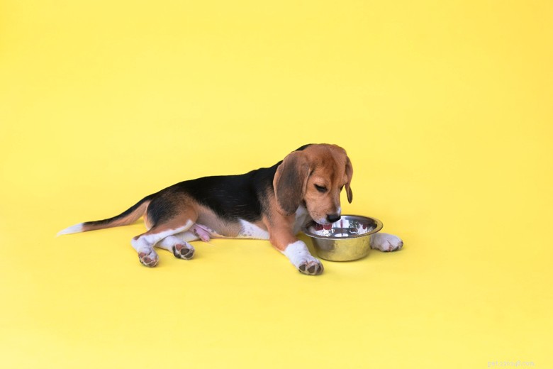 Essential Vitamins & Minerals for Optimal Dog Health