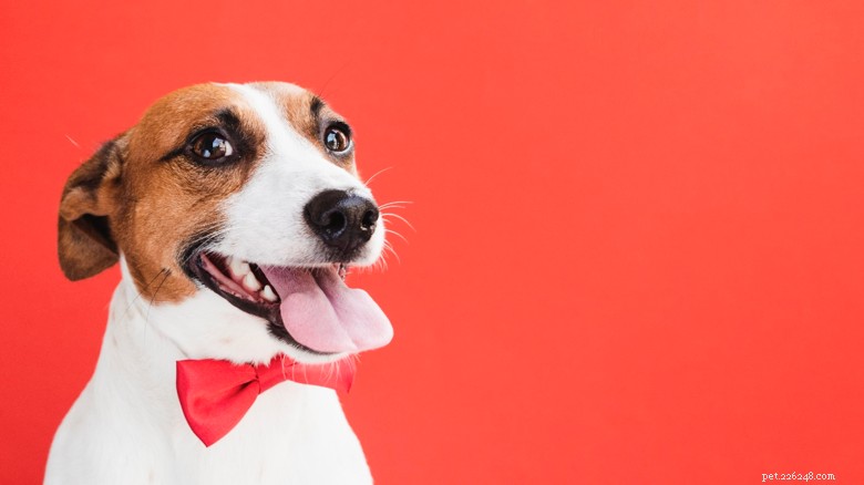 Essential Vitamins & Minerals for Optimal Dog Health