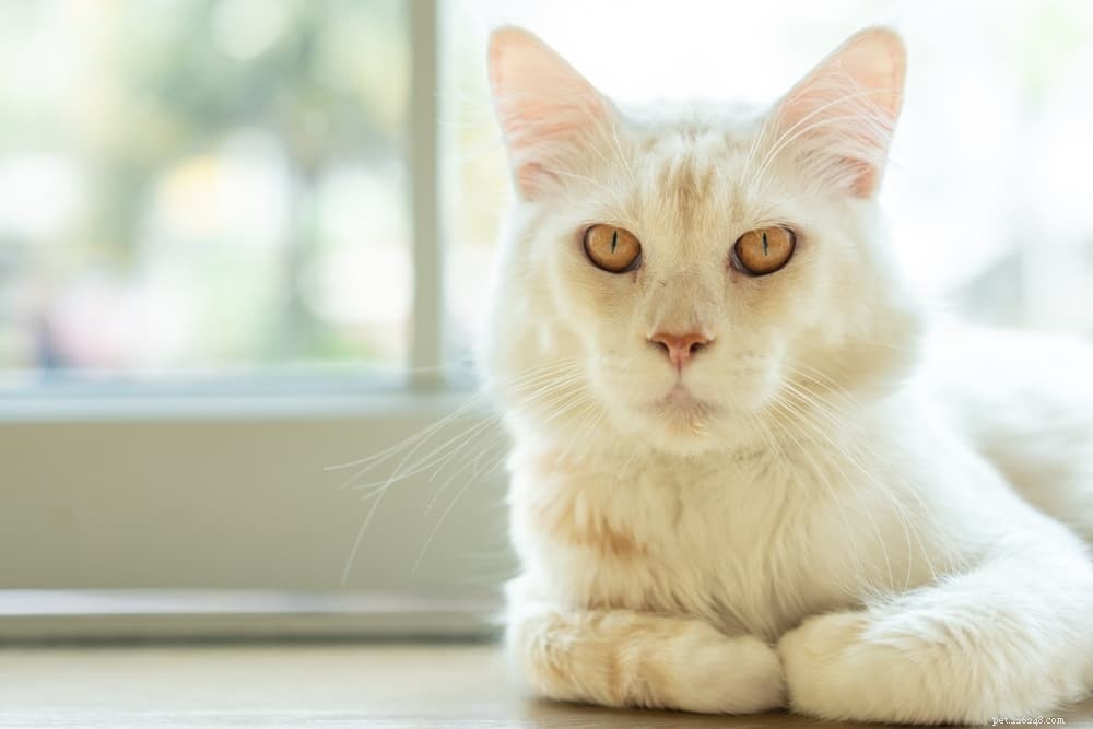 Are Bananas Safe for Cats? A Comprehensive Guide