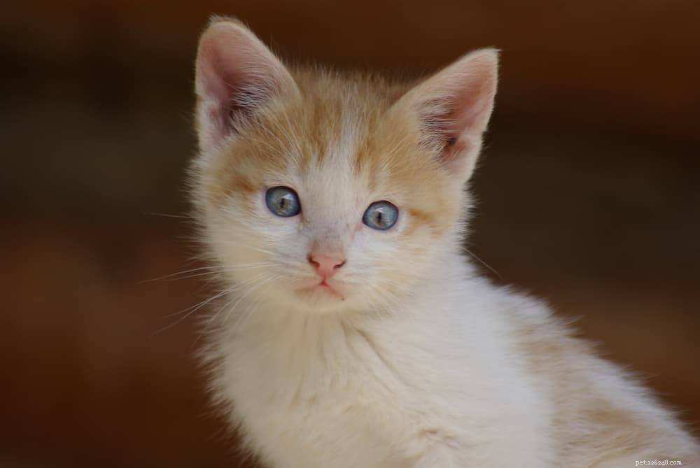 Are Bananas Safe for Cats? A Comprehensive Guide