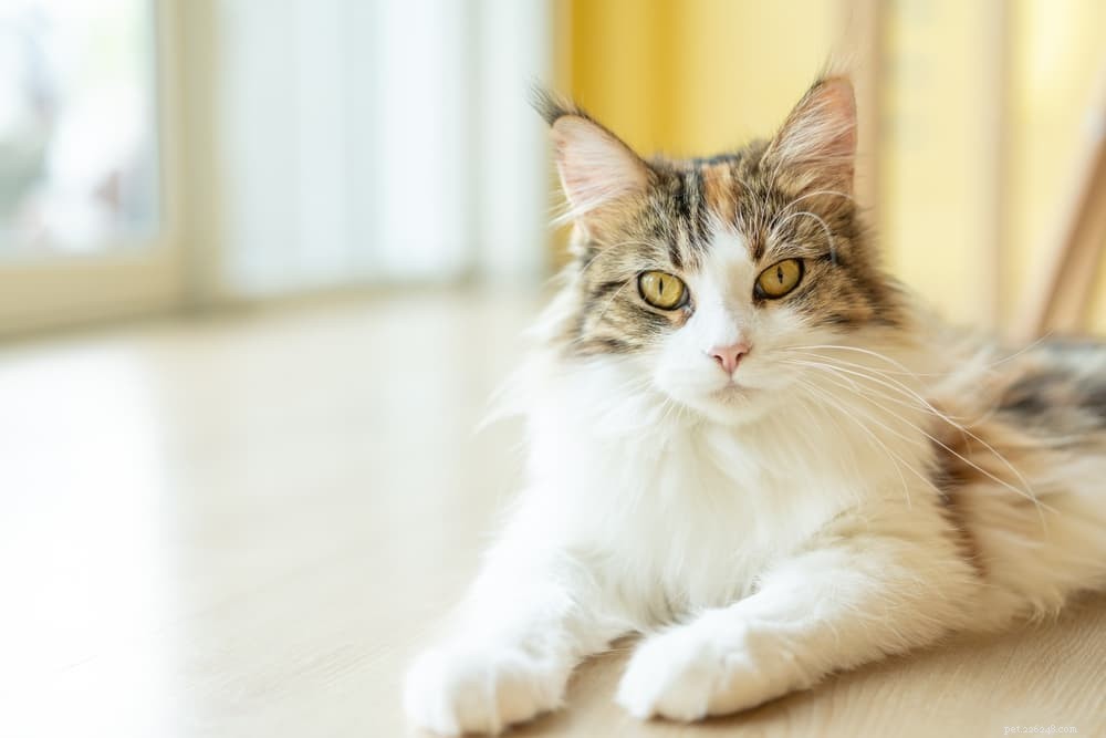Top 6 Fresh Cat Food Picks for Optimal Health and Satisfaction