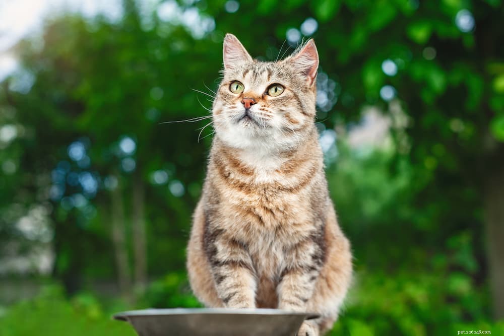 Top 6 Fresh Cat Food Picks for Optimal Health and Satisfaction