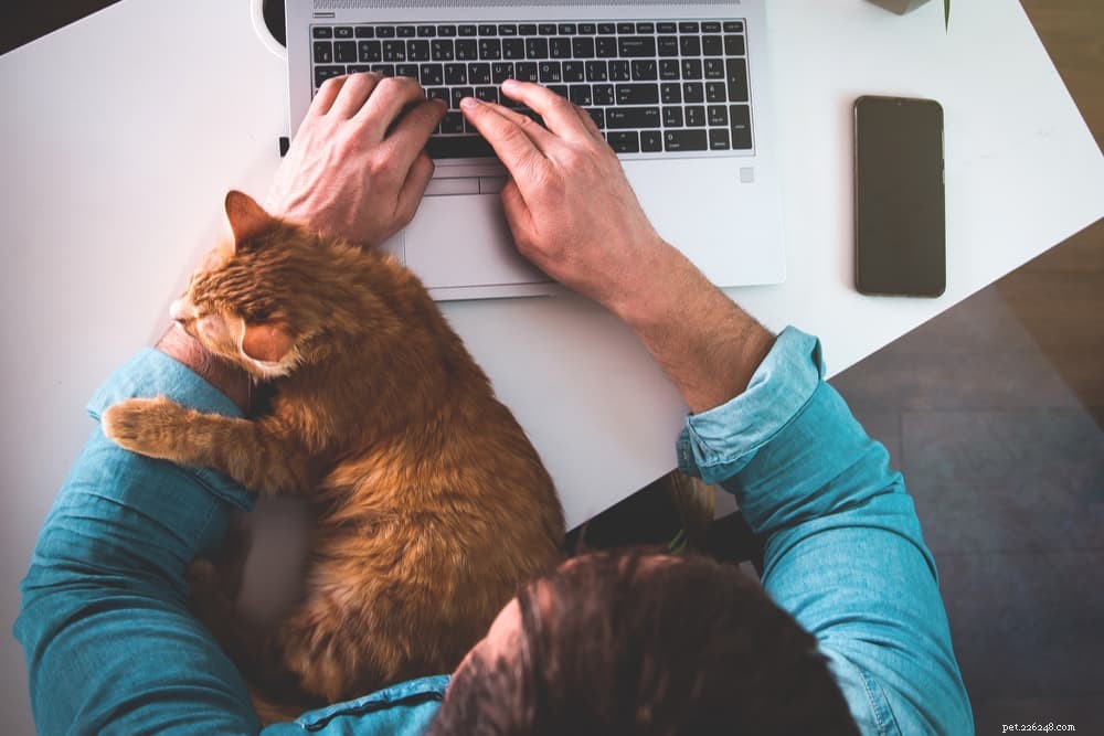 Top 6 Fresh Cat Food Picks for Optimal Health and Satisfaction