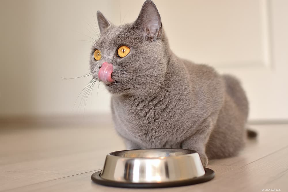 Top 6 Fresh Cat Food Picks for Optimal Health and Satisfaction
