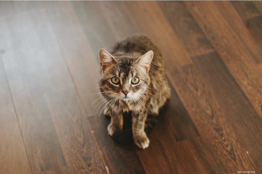 Is Spinach Safe for Cats? What You Need to Know