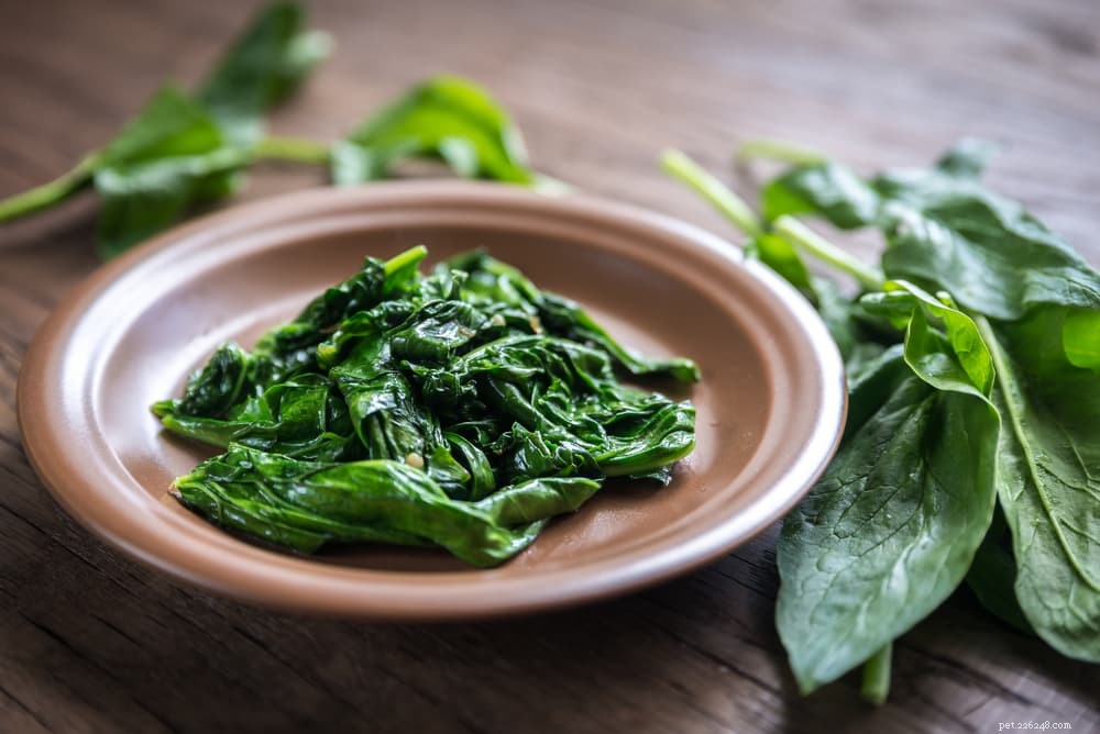 Is Spinach Safe for Cats? What You Need to Know