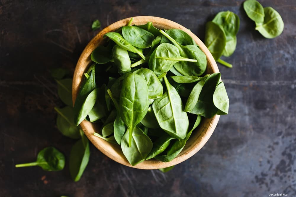 Is Spinach Safe for Cats? What You Need to Know