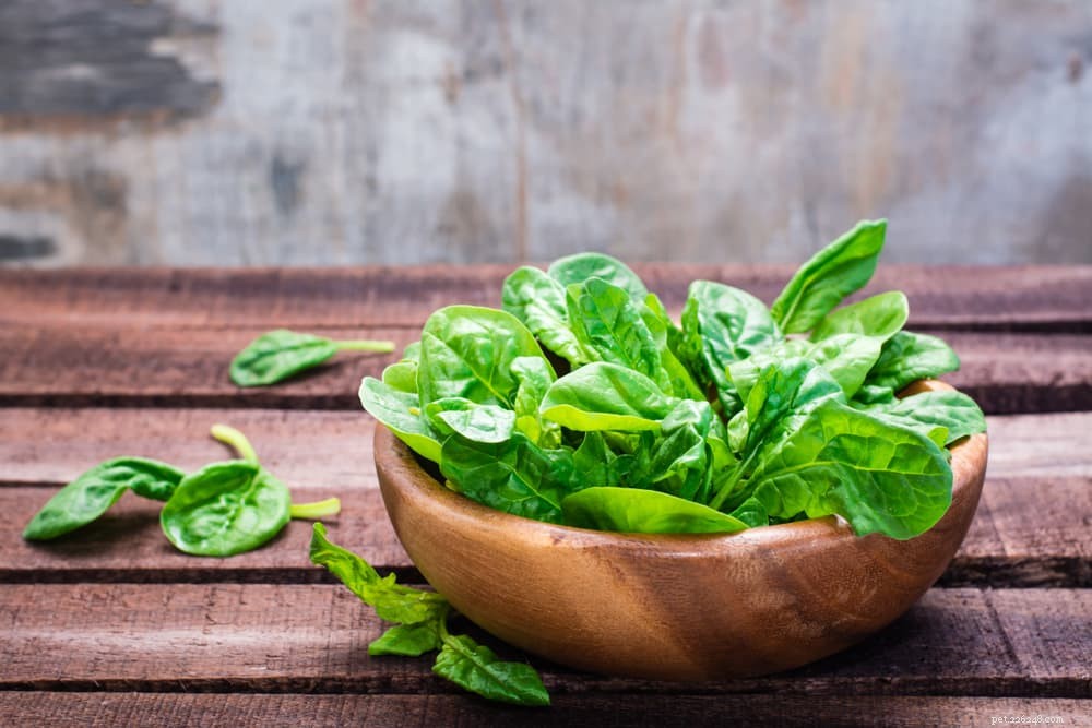 Is Spinach Safe for Cats? What You Need to Know