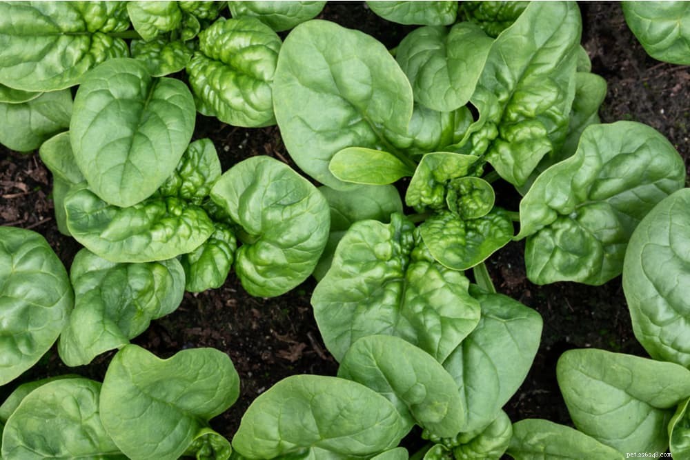 Is Spinach Safe for Cats? What You Need to Know