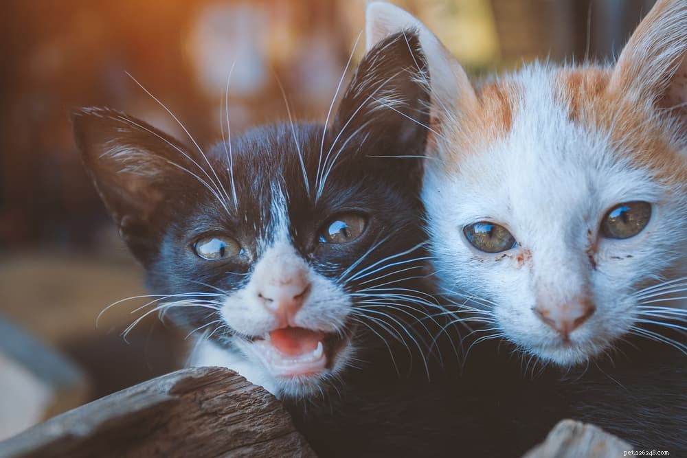 Is Spinach Safe for Cats? What You Need to Know