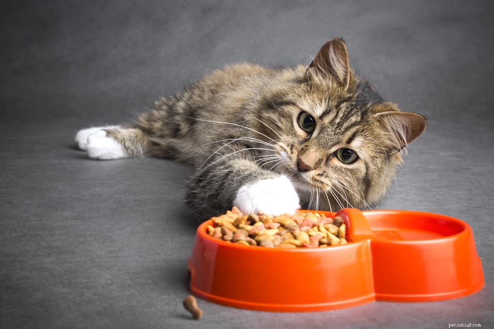 Understanding Why Your Cat Vomits Food – Causes & Solutions