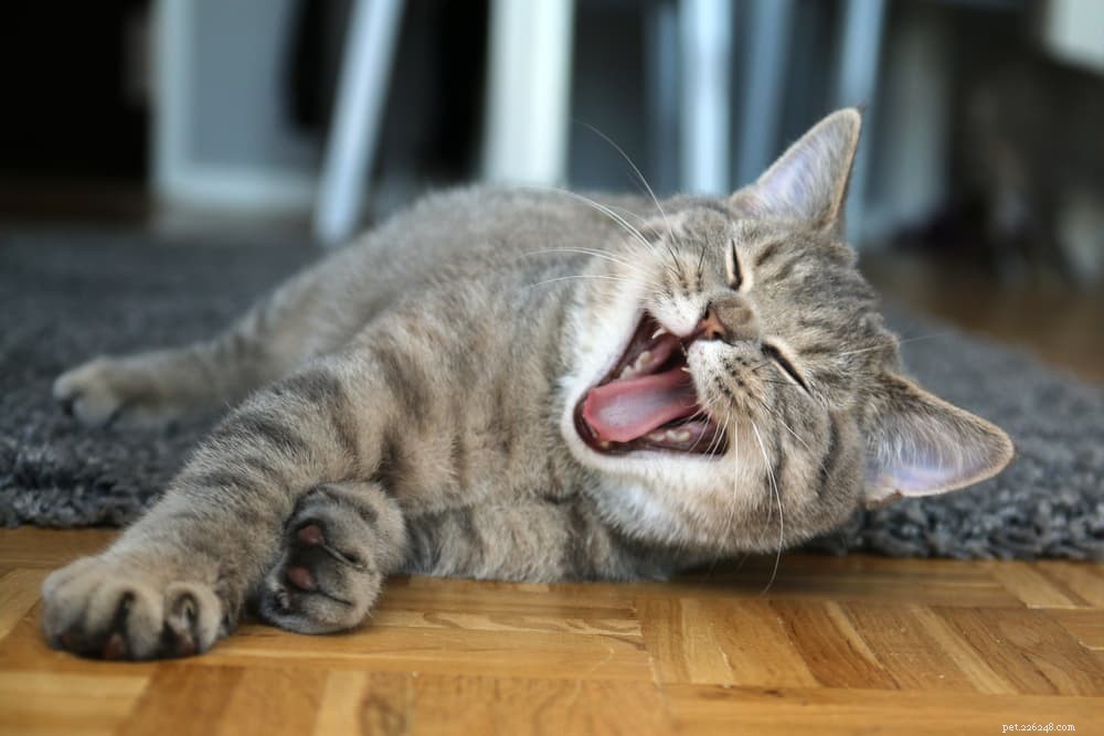 Understanding Why Your Cat Vomits Food – Causes & Solutions