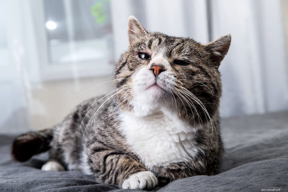 Understanding Why Your Cat Vomits Food – Causes & Solutions