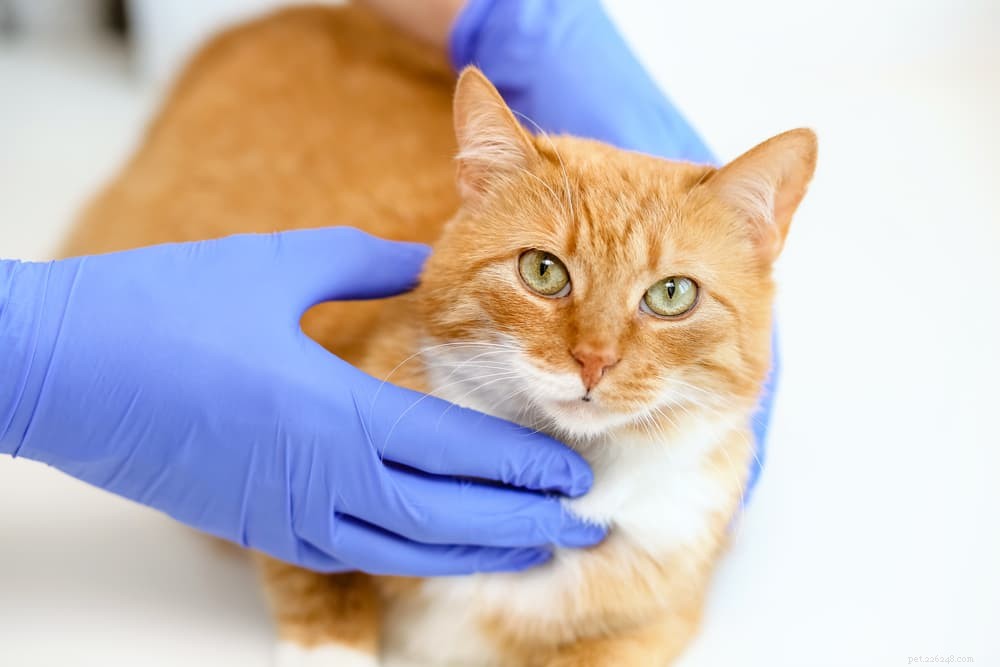 Understanding Why Your Cat Vomits Food – Causes & Solutions
