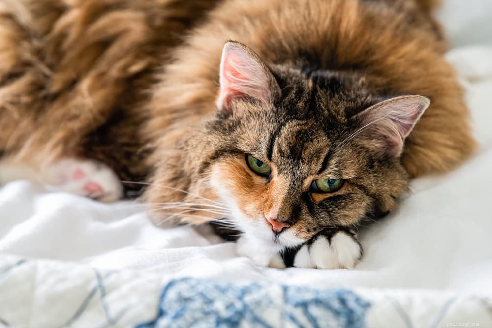 Understanding Why Your Cat Vomits Food – Causes & Solutions