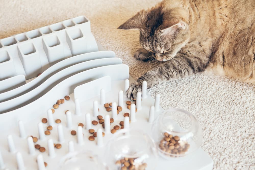 Understanding Why Your Cat Vomits Food – Causes & Solutions