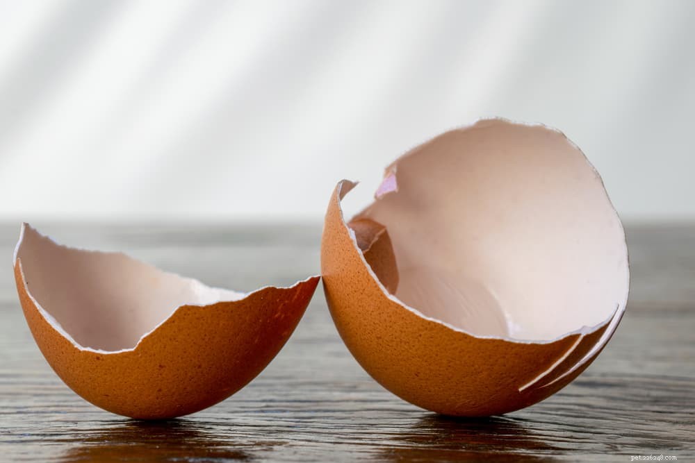 Can Cats Safely Eat Eggs? Nutritional Benefits & Risks Explained