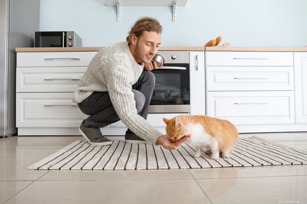 Can Cats Safely Eat Eggs? Nutritional Benefits & Risks Explained