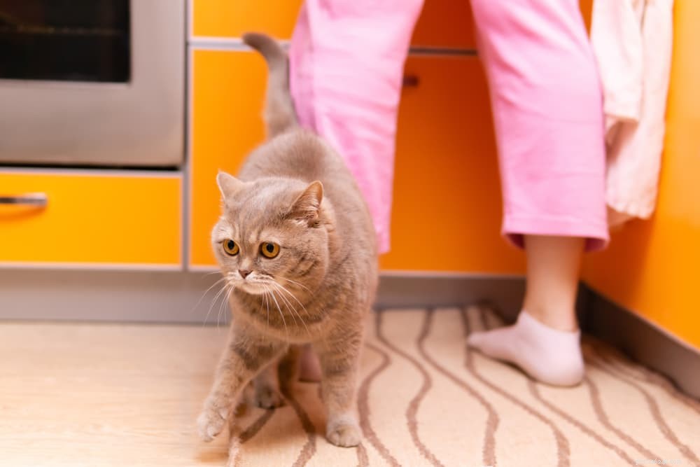Can Cats Safely Eat Eggs? Nutritional Benefits & Risks Explained